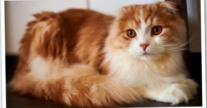 Добрые молодые красавцы корат и вислоухий