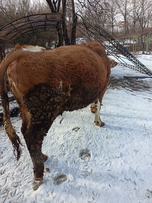 Vând vaca cu vițel