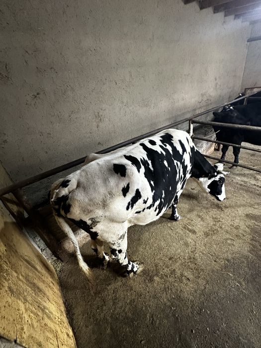 Sigir sotiladi (bugʻoz 7 oylik)