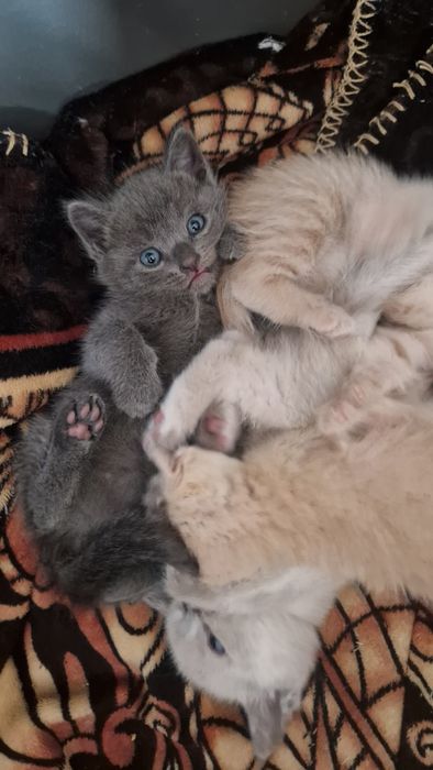 Котята в добрые руки