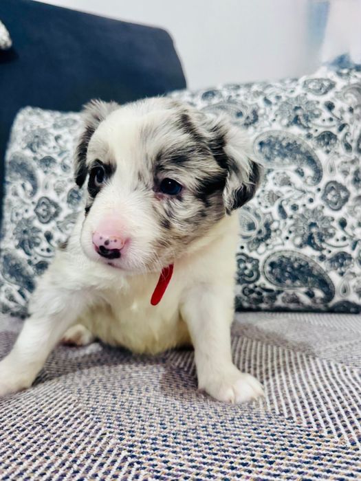 Pui Border Collie 2 luni, pedigree UCHR