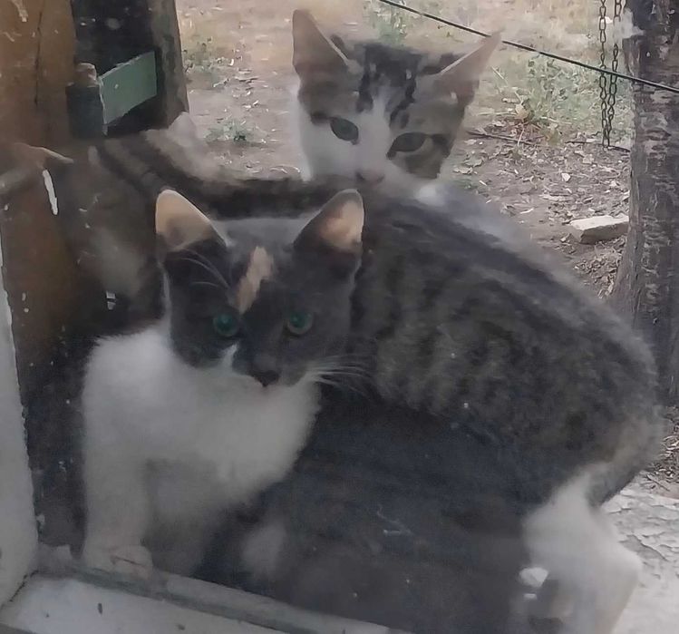 Подаряваме малки котета на около два месеца