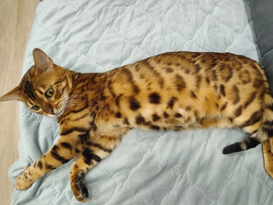 Продам бенгальских котят