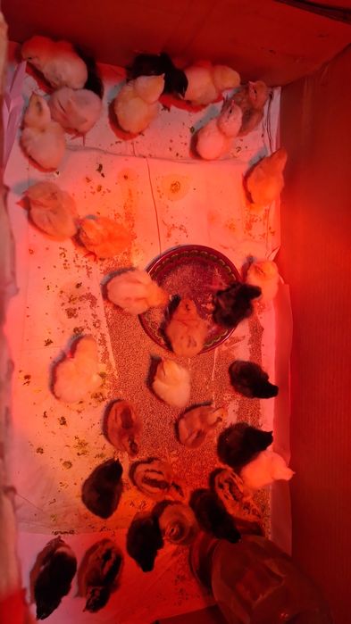 Продажа цыплят разные