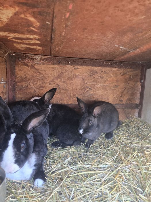 Rex dalmațian de vânzare