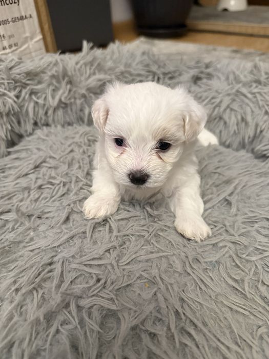 Pui bichon havanez x maltez