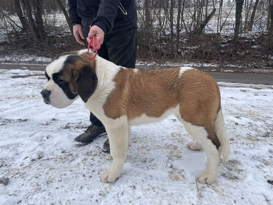 Femela Saint Bernard cu pedigree - par scurt