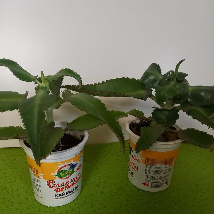 Продам каланхоэ лечебный