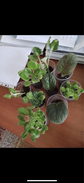 Продам фиалку и отростки