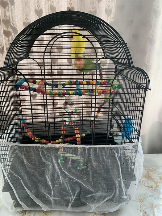 попугаи не разлучники продам