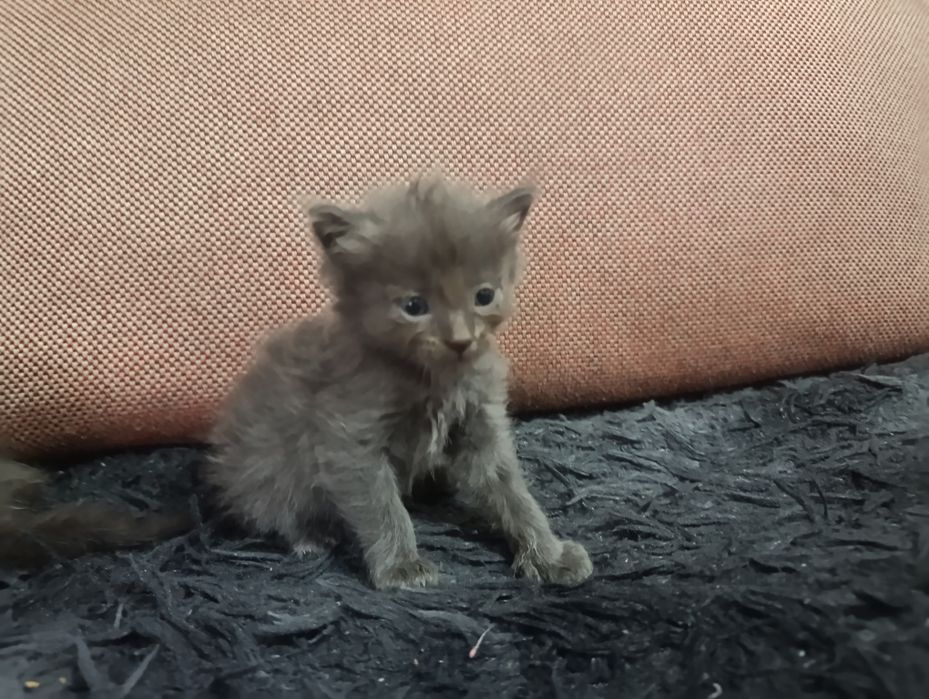 Отдам котят в хорошие руки