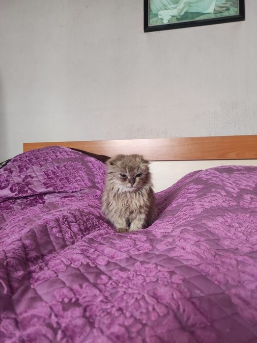 Отдам кошечку в хорошие руки