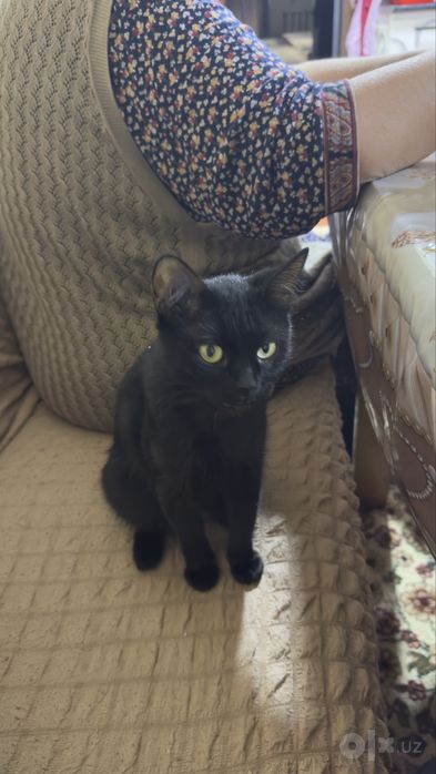 Кошка отдам даром