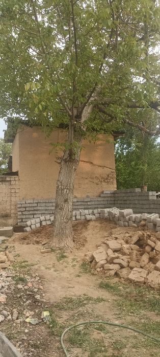 Йонгок дарахти Сотила коп йилик