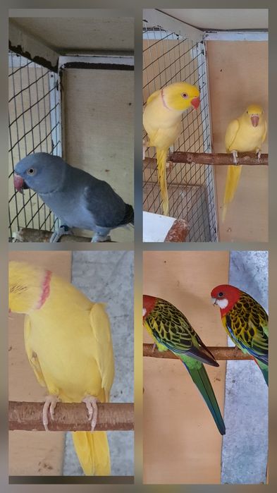 Papagali disponibili micul alexandru,rosele și nimfe