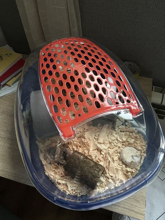 Подсрявам 2 мини хамстера