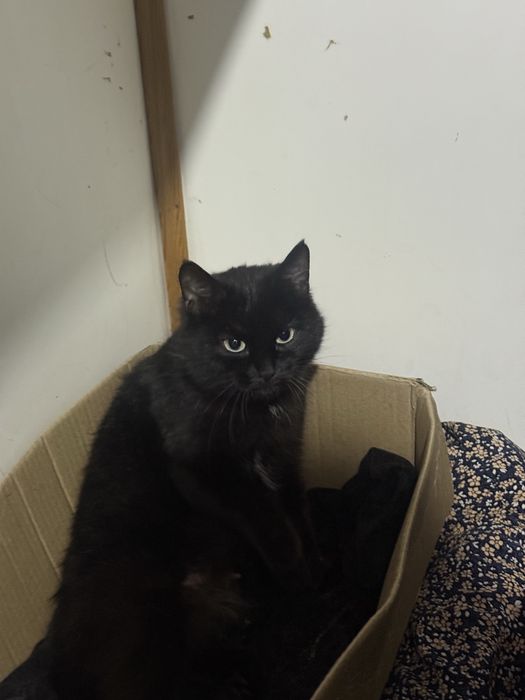 Котятам нужен дом. Не проходите мимо.