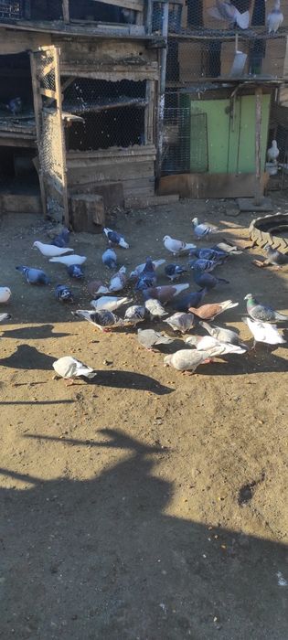 Vand porumbei  toti sunt inelati si cu bricoane