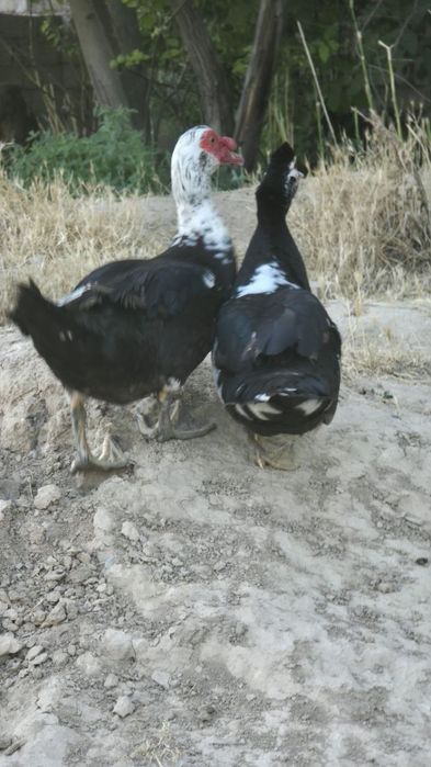 Zor narxlarda indautka sotiladiiii