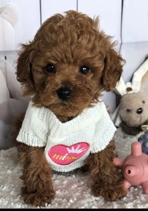 Пудел той /Poodle toy с генетични тестове на родителите / родословие