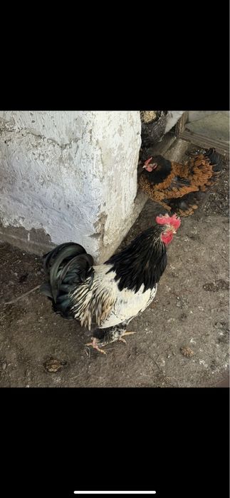Продам двух петухов срочно