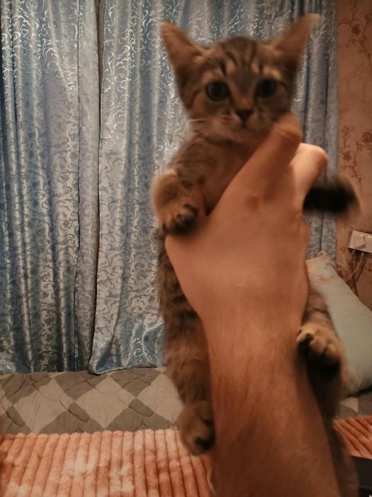 Отдам котят в добрые руки