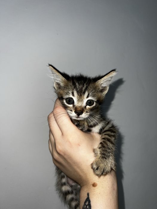 Красивые котята