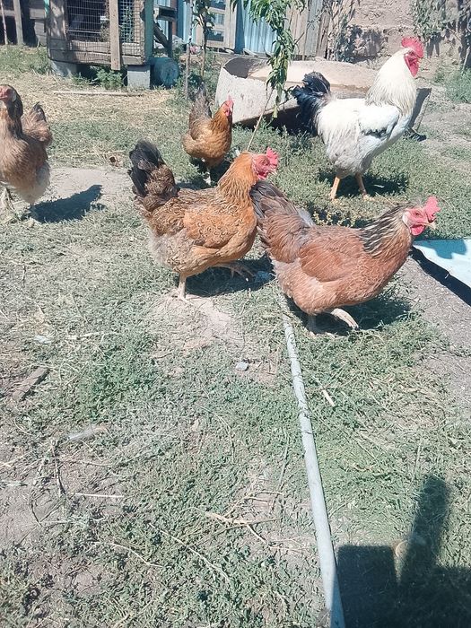 Продам семейку домашних курей