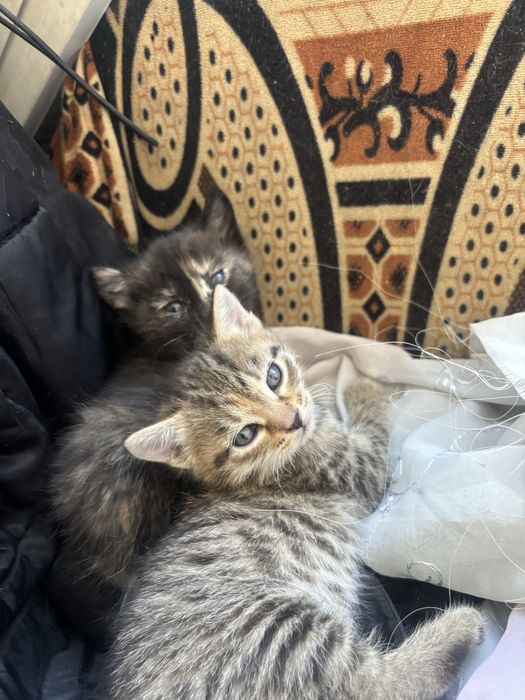Отдам даром котят