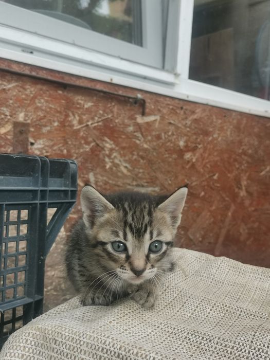 Pisic spre adoptie