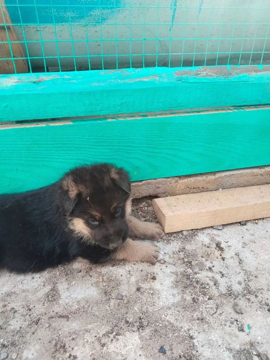 Щенки немецкой овчарки
