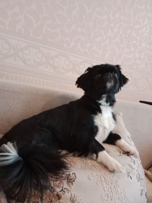 Стрижка кошек и собак.