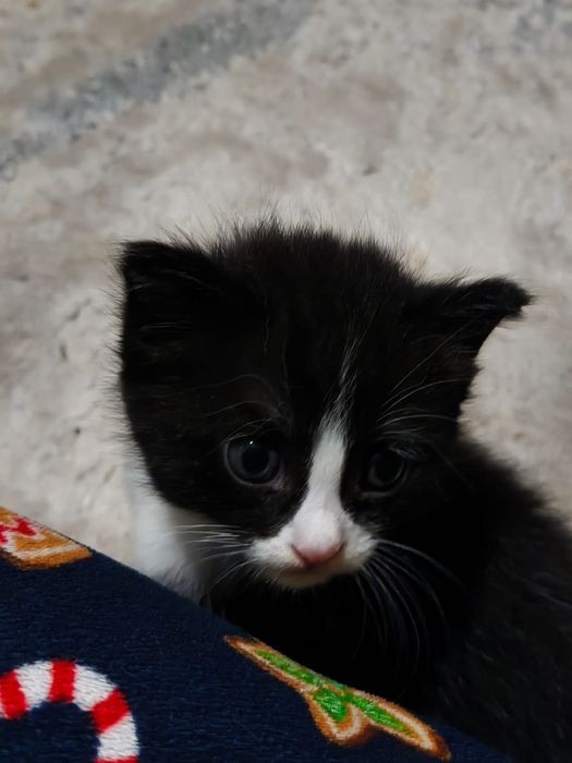 Отдаем котят в добрые руки