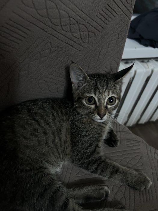 котята в заботливые руки