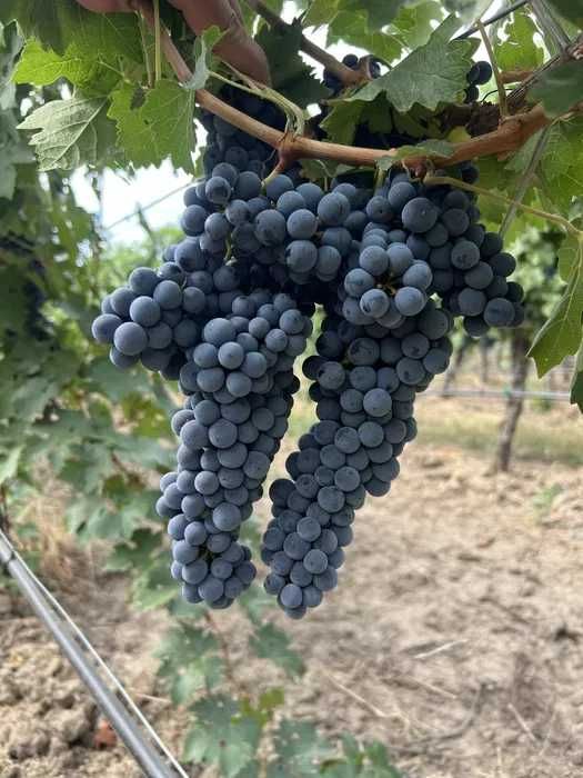 Vand Struguri de VIn