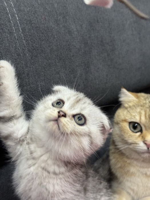 Продаётся котята  шиншиллы