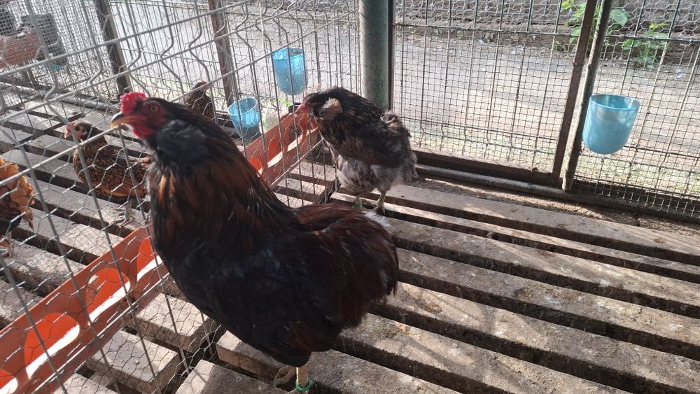 Araucana  potarnichiu salbatic 1+2 din  2025