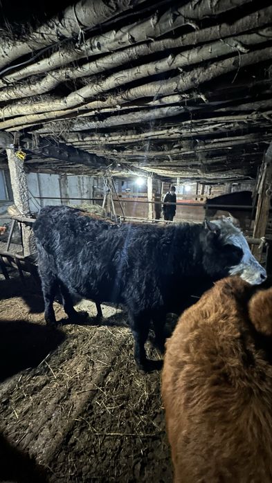 Тайыншы 1.5 жасар еркек бұзаулар