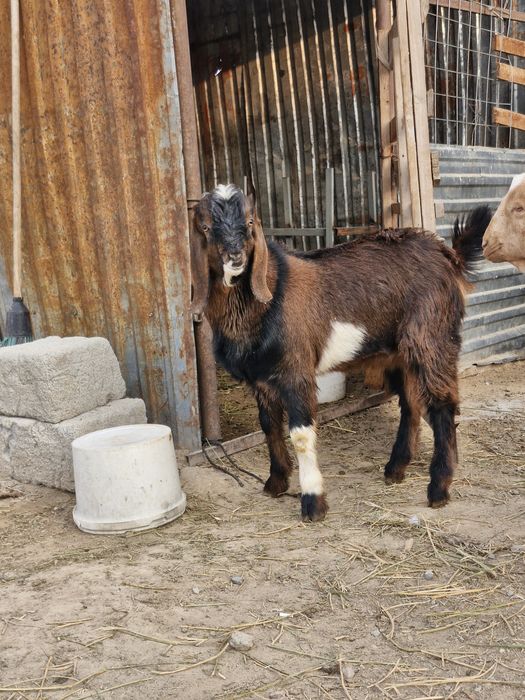 Битал таза ешкилер