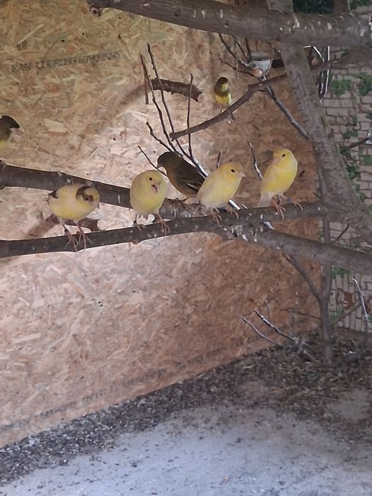 Vând canari care canta