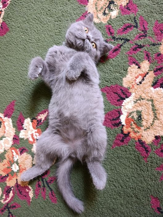 Котёнок породы британская
