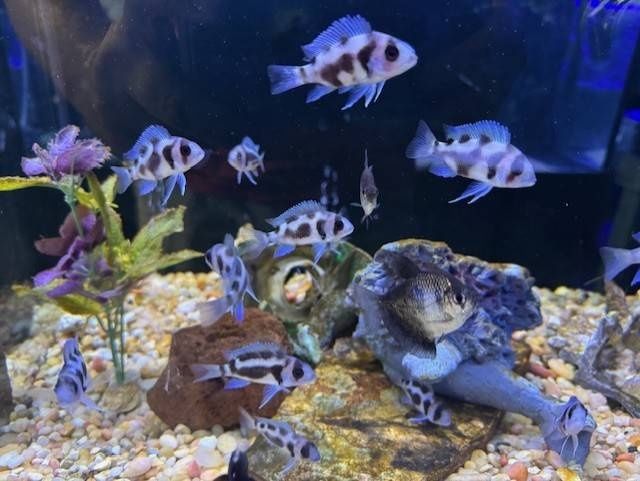 Фронтоза Черная вдова