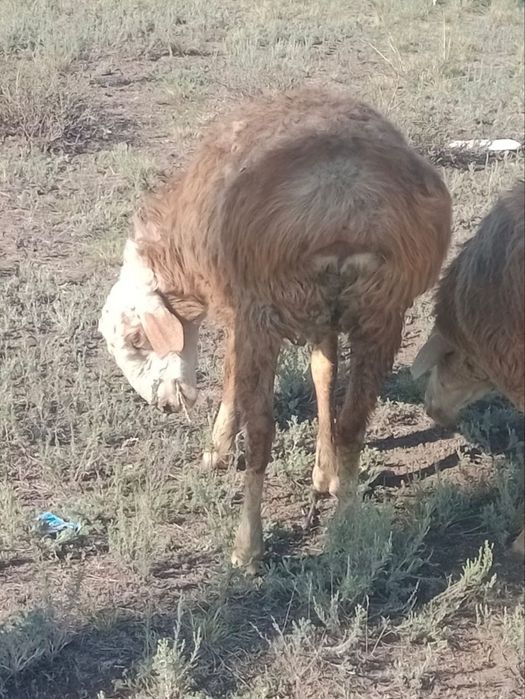 Продам барана срочно