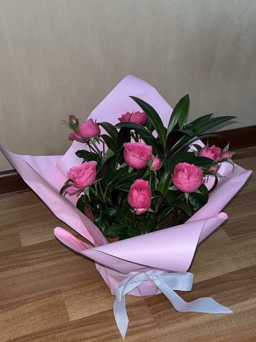 Цветы комнатные домашние