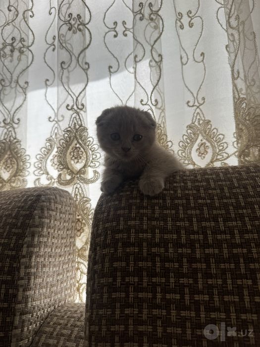 Srochna Scottish fold mushukchalar sotiladi Sovuqda qop ketishvoti