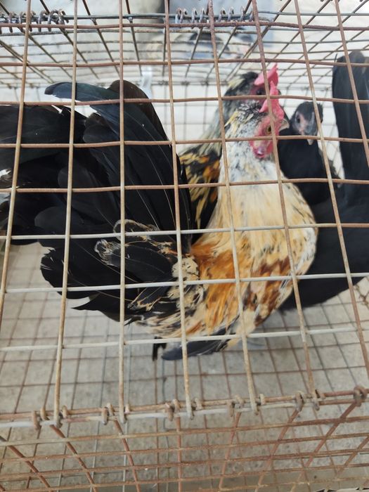 Продам карликовых курей