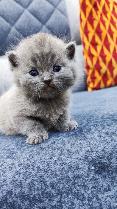 британские и шотландские котята чистокровные