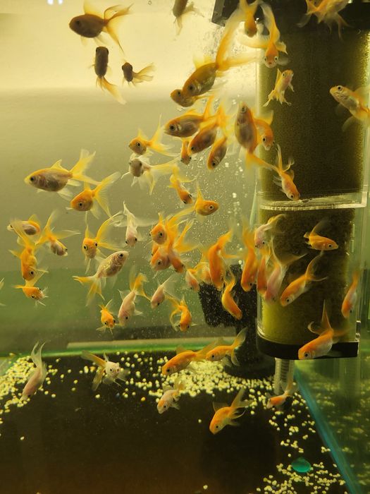 Продам золотых рыбок