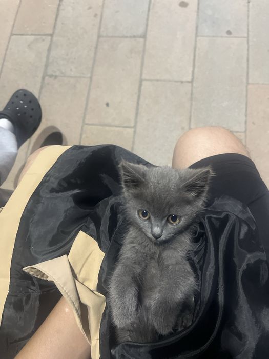Котенок на хорошие руки