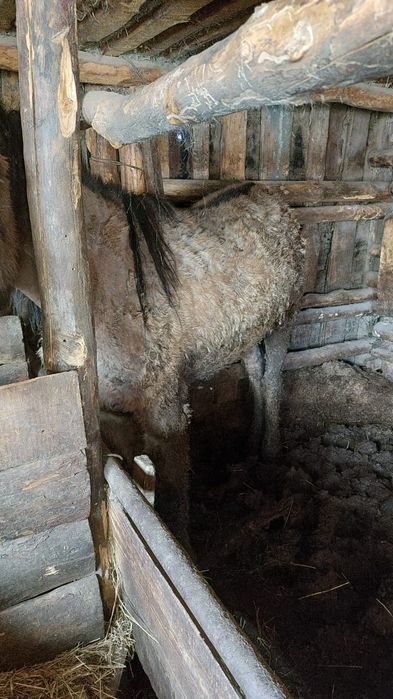 Продам лошадь кунан